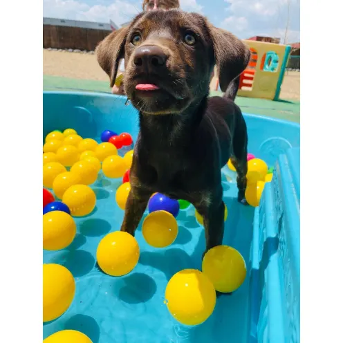 Puppy in Water